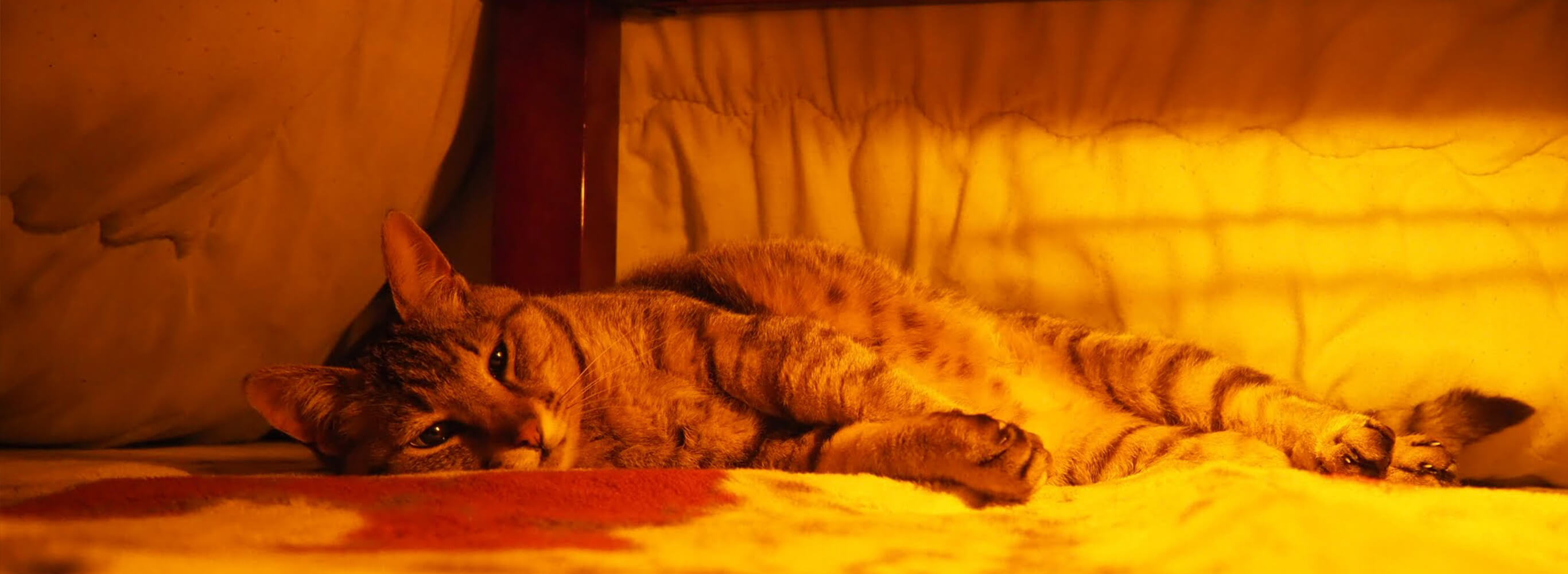 長瀞カヌースクール